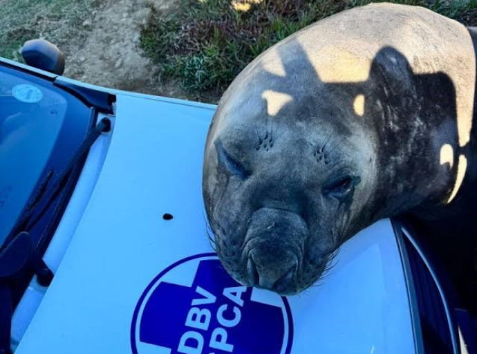 Southern elephant seal safely back at sea after Gordon's Bay 'stroll'